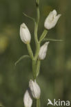 White Helleborine (Cephalanthera damasonium)