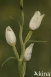 White Helleborine (Cephalanthera damasonium)