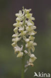 Pale-flowered Orchid (Orchis pallens)
