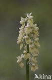 Pale-flowered Orchid (Orchis pallens)
