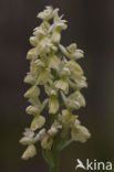 Pale-flowered Orchid (Orchis pallens)