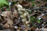 Toothwort (Lathraea squamaria)