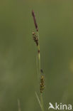 Blonde zegge (Carex hostiana) 