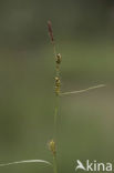 Blonde zegge (Carex hostiana) 
