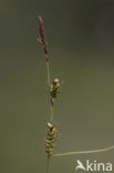 Blonde zegge (Carex hostiana) 