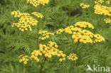 Tansy (Tanacetum vulgare)