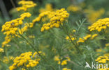 Boerenwormkruid (Tanacetum vulgare)