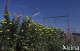 Tansy (Tanacetum vulgare)