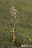 Bokkenorchis (Himantoglossum hircinum) 