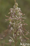 Bokkenorchis (Himantoglossum hircinum) 