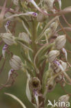 Bokkenorchis (Himantoglossum hircinum) 