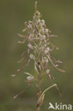 Bokkenorchis (Himantoglossum hircinum) 