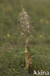 Bokkenorchis (Himantoglossum hircinum) 