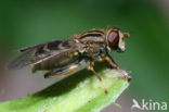 Hoverfly (Anasimyia interpuncta)