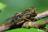 Hoverfly (Anasimyia interpuncta)