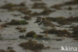 Bontbekplevier (Charadrius hiaticula)