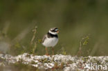 Bontbekplevier (Charadrius hiaticula)