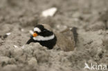 Bontbekplevier (Charadrius hiaticula)