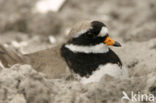 Bontbekplevier (Charadrius hiaticula)