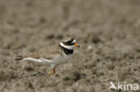 Bontbekplevier (Charadrius hiaticula)