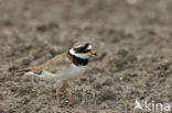 Bontbekplevier (Charadrius hiaticula)