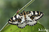 The Magpie (Abraxas grossulariata)
