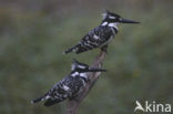 Bonte IJsvogel (Ceryle rudis)