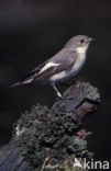 European Pied Flycatcher (Ficedula hypoleuca)