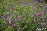 Borstelkrans (Clinopodium vulgare) 