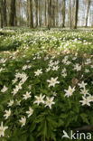 Bosanemoon (Anemone nemorosa)