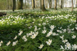 Wood Anemone (Anemone nemorosa)