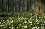 Bosanemoon (Anemone nemorosa)