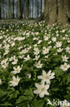 Bosanemoon (Anemone nemorosa)