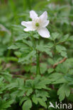 Bosanemoon (Anemone nemorosa)