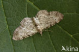 Bilberry Pug (Rhinoprora debiliata)