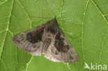 Bosbessnuituil (Hypena crassalis)