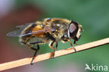 Bosbijvlieg (Eristalis horticola)