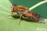 Hoverfly (Parhelophilus frutetorum)