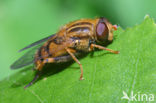 Bosfluweelzwever (Parhelophilus frutetorum)
