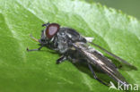 Bosgitje (Cheilosia variabilis)