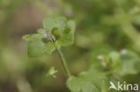 Ivy-leaved Speedwell (Veronica hederifolia subsp. lucorum)