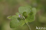 Ivy-leaved Speedwell (Veronica hederifolia subsp. lucorum)