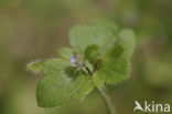 Bosklimopereprijs (Veronica hederifolia subsp. lucorum)