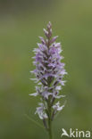Common Spotted Orchid (Dactylorhiza fuchsii)