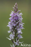 Common Spotted Orchid (Dactylorhiza fuchsii)