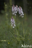 Common Spotted Orchid (Dactylorhiza fuchsii)