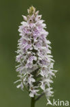 Common Spotted Orchid (Dactylorhiza fuchsii)