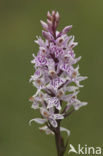 Common Spotted Orchid (Dactylorhiza fuchsii)