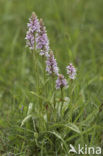Common Spotted Orchid (Dactylorhiza fuchsii)