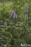 Common Spotted Orchid (Dactylorhiza fuchsii)